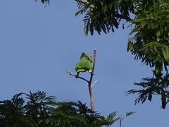 Amazona amazonica