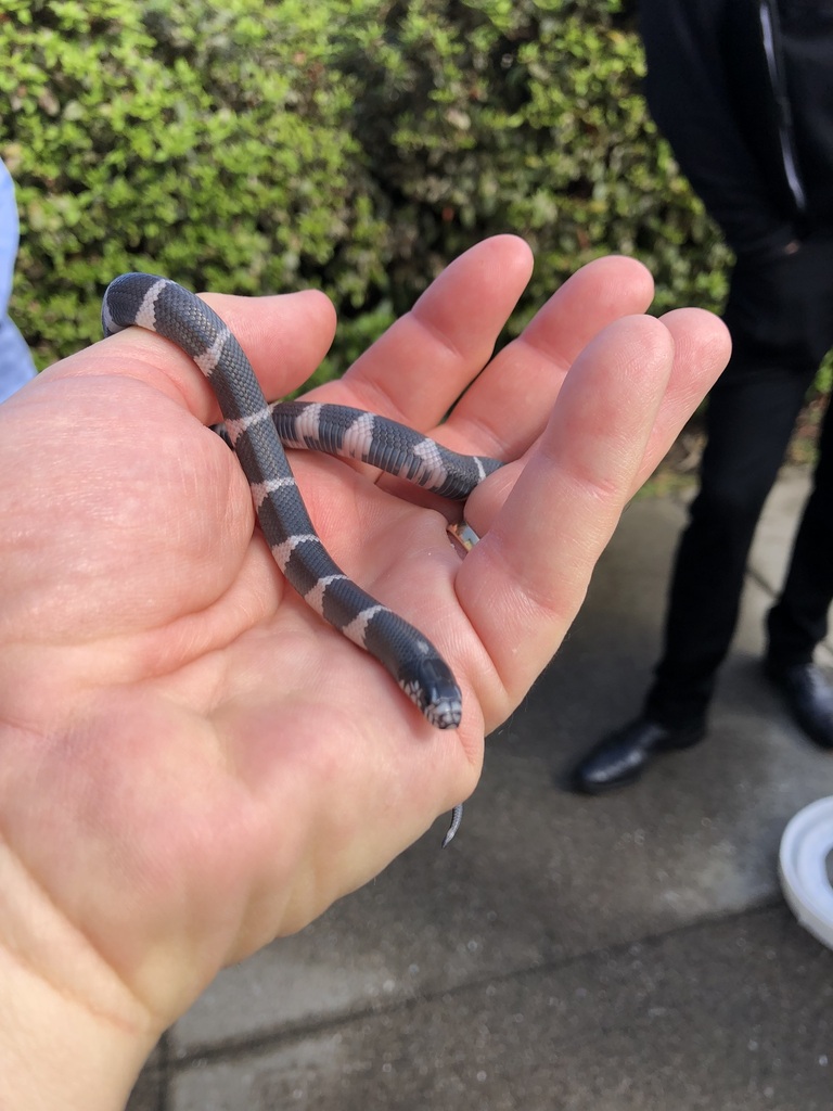 california-king-snake-from-menlo-park-ca-usa-on-september-16-2019-at