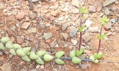 Crassula subaphylla