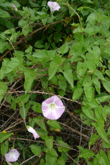 Calystegia sepium roseata