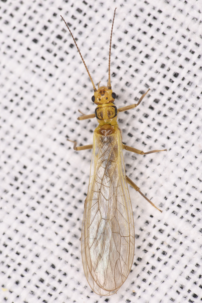 California Sallfly