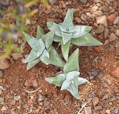 Crassula deltoidea