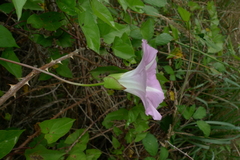 Calystegia sepium roseata