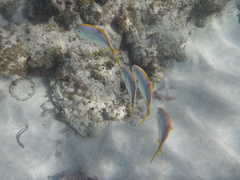 Caranx bartholomaei