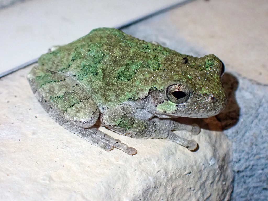 Gray Treefrog Species Complex from Sugar Creek Subdivision on July 16 ...