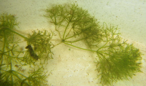 Nitella furcata