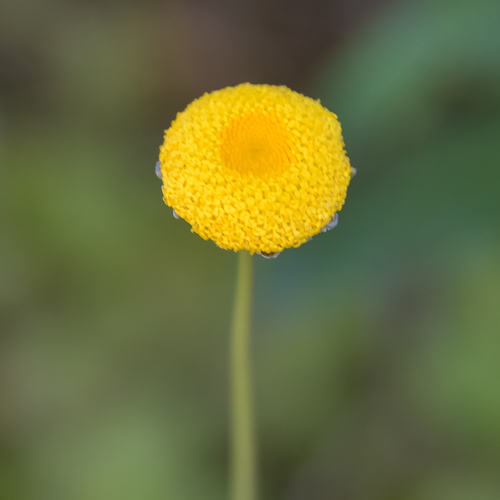 Tall Buttons (Cotula membranifolia)
