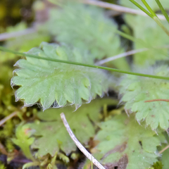 Cotula membranifolia