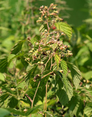 Rubus × idaeoides