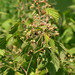 Rubus pseudoidaeus - Photo (c) Sergey Mayorov, algunos derechos reservados (CC BY-NC), subido por Sergey Mayorov