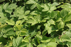 Rubus × idaeoides