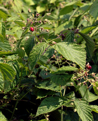 Rubus × idaeoides