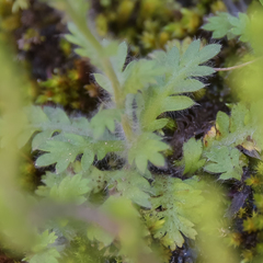 Cotula membranifolia