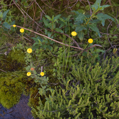 Cotula membranifolia