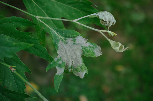 Erysiphe platani (Howe) U.Braun & S.Takam.