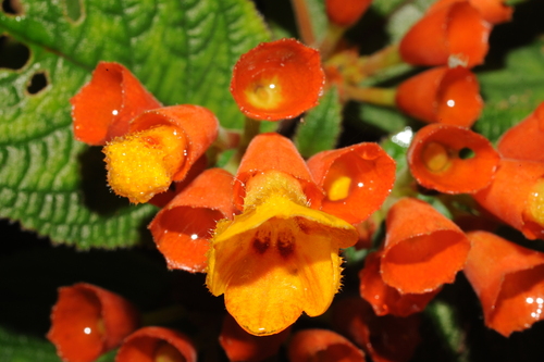 Chrysothemis rupestris