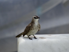Pycnonotus goiavier
