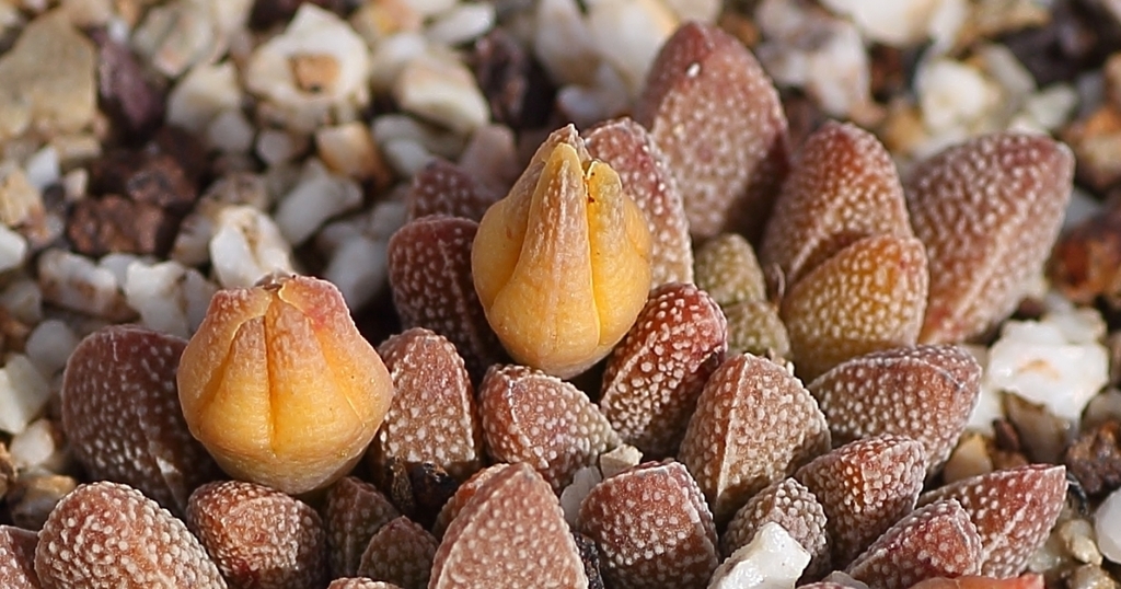 Rhinephyllum muirii
