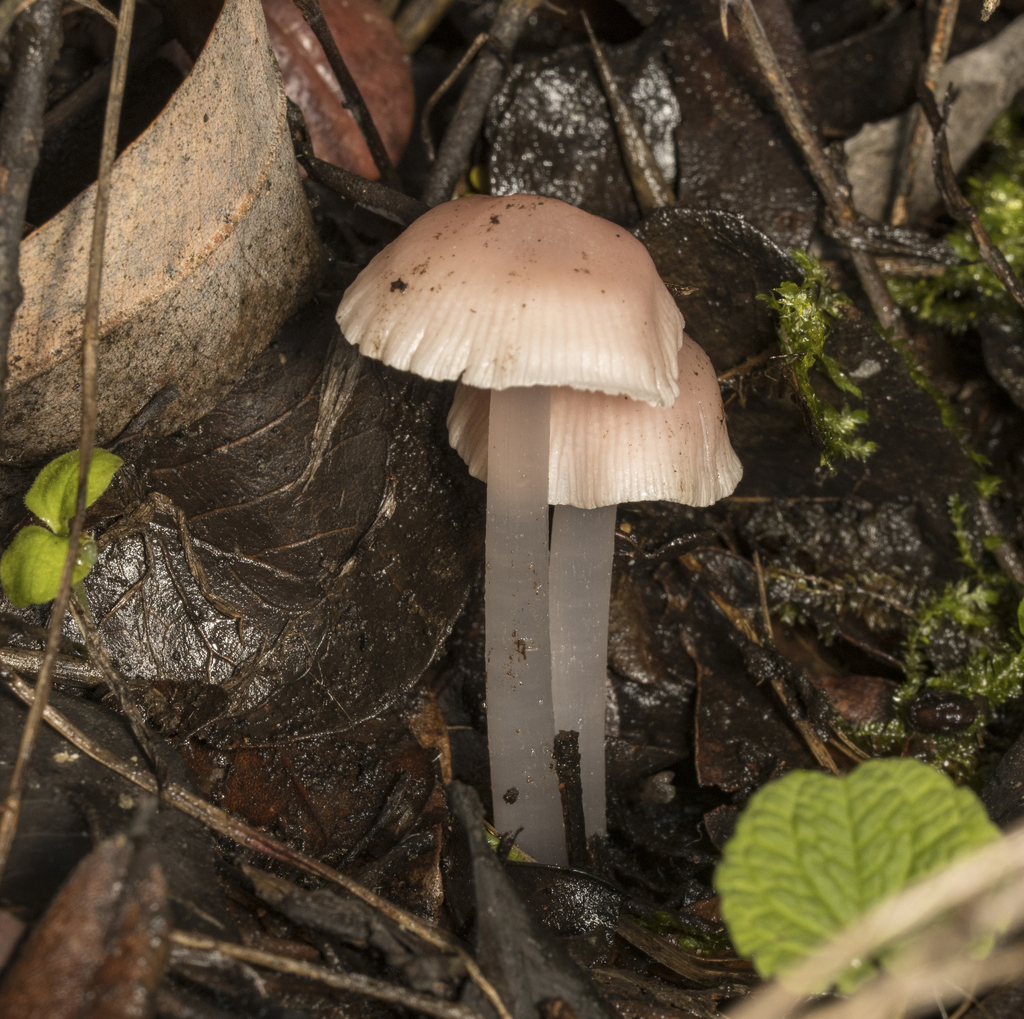 Mycena pura · July 2023 · photo: © sur_endemico (iNaturalist, cc-by-nc)