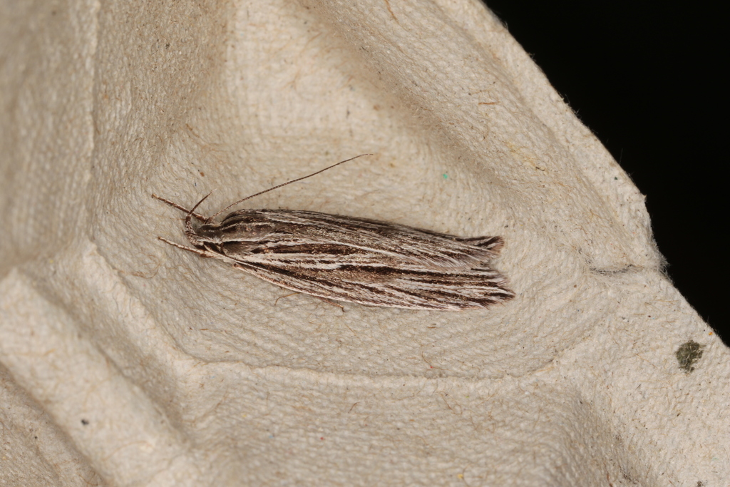 Xyloryctinae