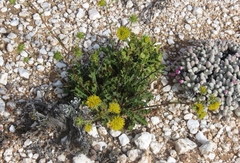Berkheya carlinifolia