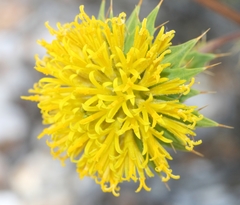 Berkheya carlinifolia