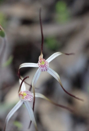 Caladenia postea