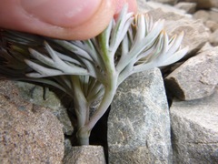 Lignocarpa carnosula
