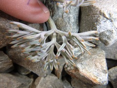 Lignocarpa carnosula