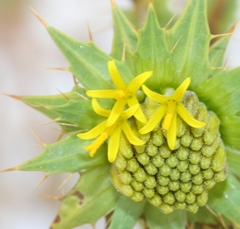 Berkheya carlinifolia