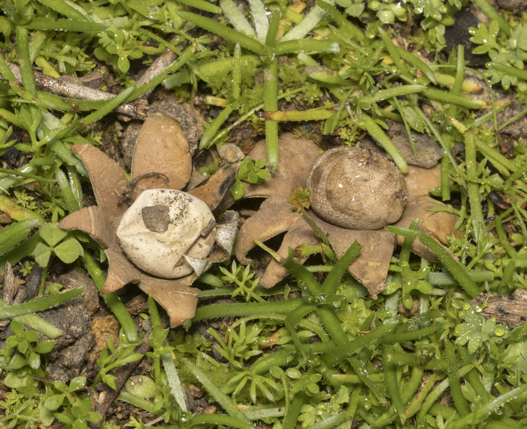 Geastrum floriforme · July 2023 · photo: © sur_endemico (iNaturalist, cc-by-nc)