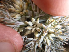 Lignocarpa carnosula