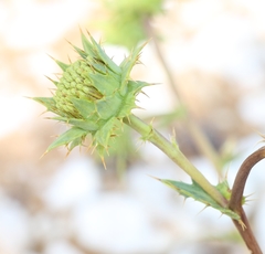 Berkheya carlinifolia