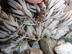 Lignocarpa carnosula