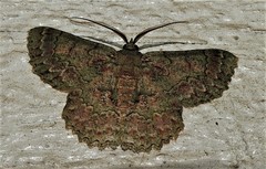 Hypodoxa bryophylla