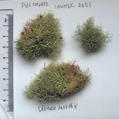Usnea flavocardia