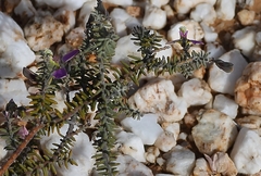 Polygala teretifolia