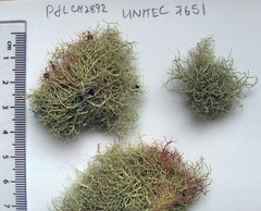 Usnea flavocardia