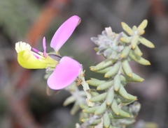 Polygala teretifolia