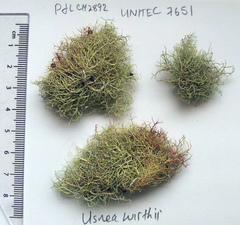 Usnea flavocardia