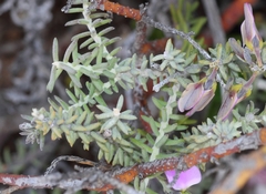 Polygala teretifolia