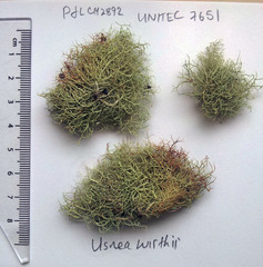 Usnea flavocardia