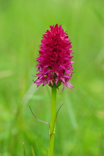 Image of Gymnadenia miniata by (c) xulescu_g, some rights reserved (CC BY-SA)