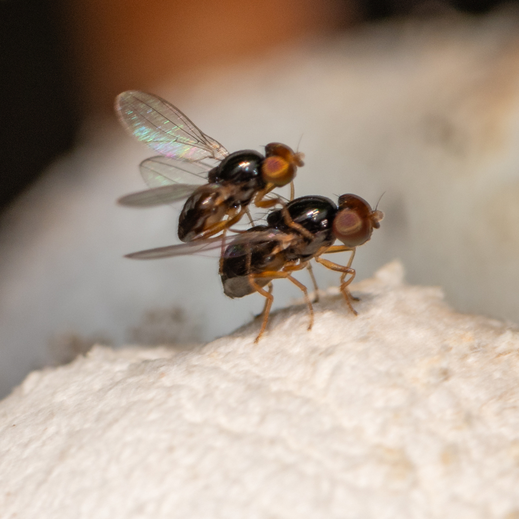 Leiomyza laevigata