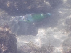 Halichoeres chloropterus