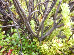 Veronica lycopodioides