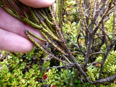 Veronica lycopodioides