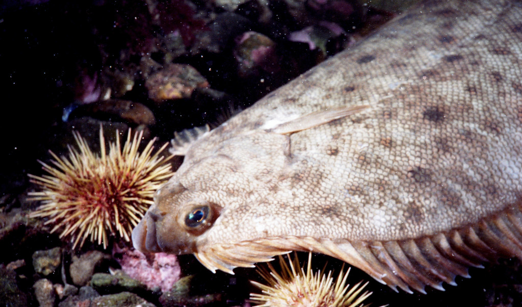 Winter Flounder (poissons Charlevoix) · iNaturalist