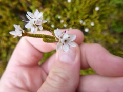 Veronica lycopodioides