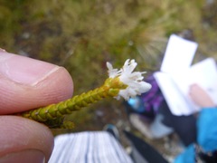 Veronica lycopodioides